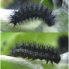euph aurinia larva4hib volg1